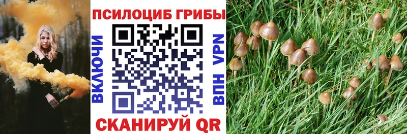 Псилоцибиновые грибы Psilocybe  Купить закладки  Иланский 